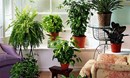 فوائد الاهتمام بالنباتات المنزلية