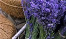 زهرة الخزامى (lavender)... عطر طبيعي للمنزل